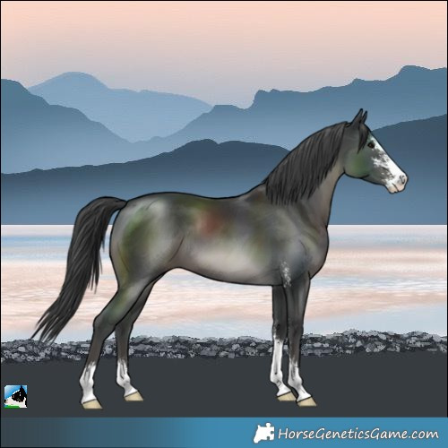 Horse Color:Black Mushroom Sabino 