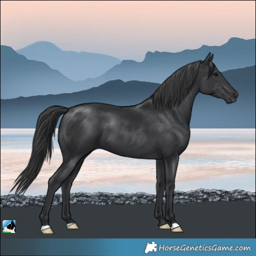 Horse Color:Black Mushroom 