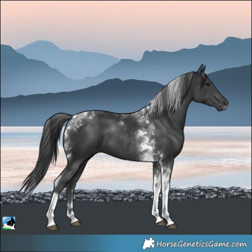 Horse Color:Black Mushroom Tobiano 