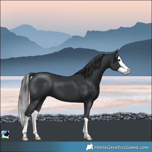 Horse Color:Black Mushroom Splash 