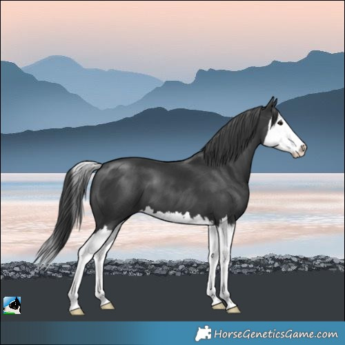 Horse Color:Black Mushroom Splash 