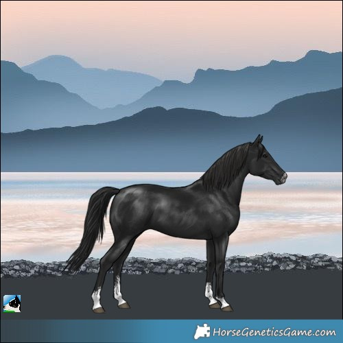 Horse Color:Gray Black Sabino 