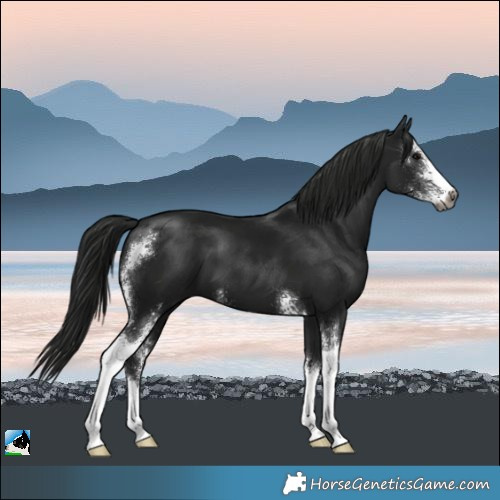 Horse Color:Gray Black Mushroom Sabino 