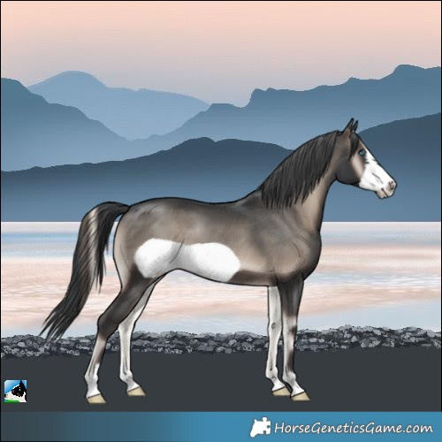 Horse Color:Blue Onyx Mushroom Sabino Frame 