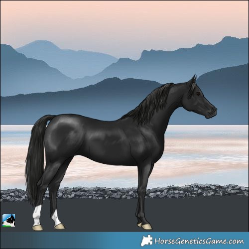 Horse Color:Gray Black Mushroom 