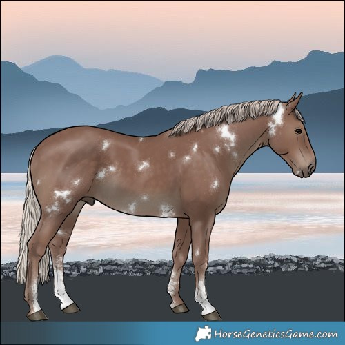Horse Color:White Spotted Chocolate Silver Black Sabino 