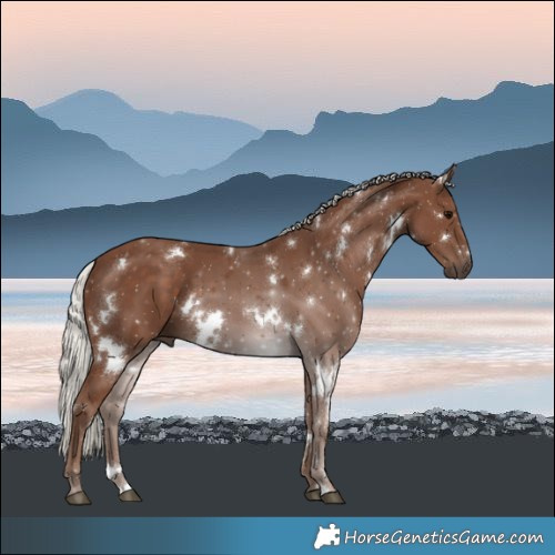 Horse Color:White Spotted Silver Black 