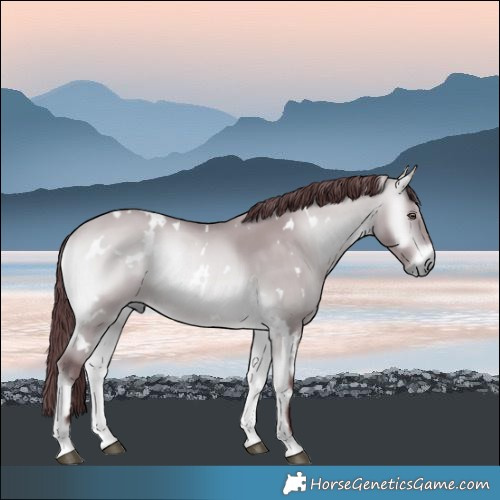 Horse Color:White Spotted Chocolate Bay Chinchilla Onyx Rabicano 