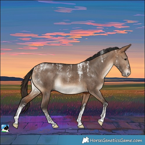 Horse Color:Powder White Bay Dun Rabicano Brindle 