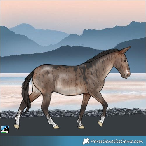 Horse Color:Bay Dun Mushroom Sabino Rabicano Brindle 