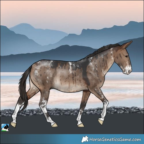 Horse Color:Powder White Brown Dun Sabino Rabicano Brindle 