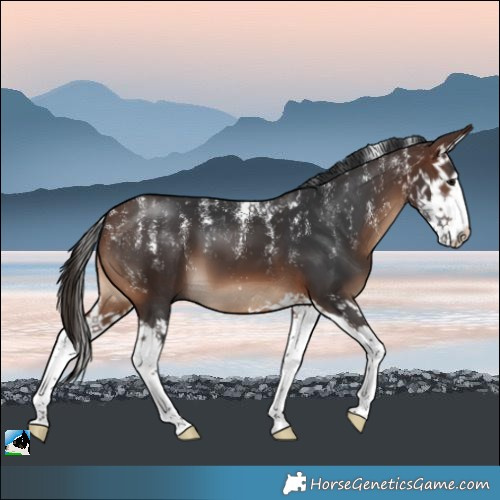 Horse Color:Powder White Brown Sabino Splash 
