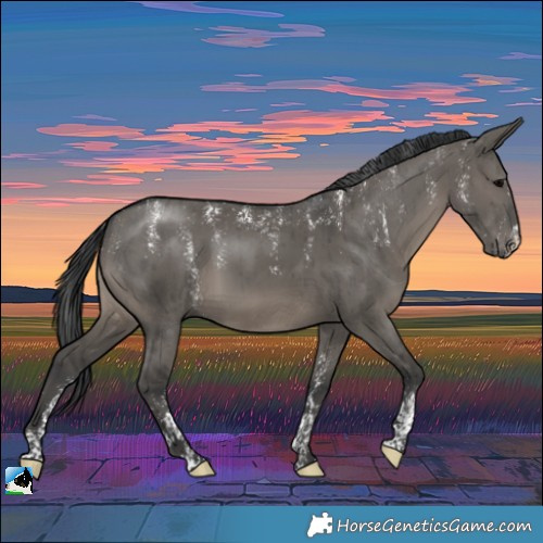 Horse Color:Powder White Grullo Brindle