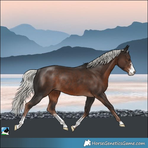 Horse Color:Liver Chestnut Mushroom Sabino Rabicano 