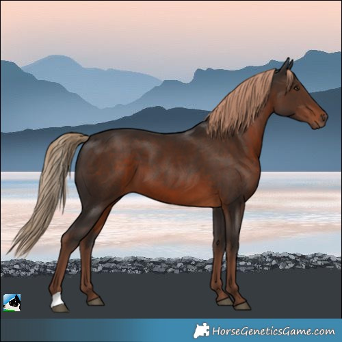 Horse Color:Liver Chestnut 