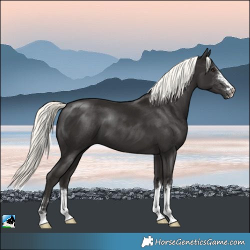 Horse Color:Liver Chestnut Mushroom 