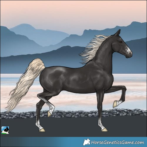 Horse Color:Liver Chestnut Mushroom Sabino 
