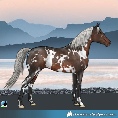 Horse Color:White Spotted Liver Chestnut Mushroom Rabicano