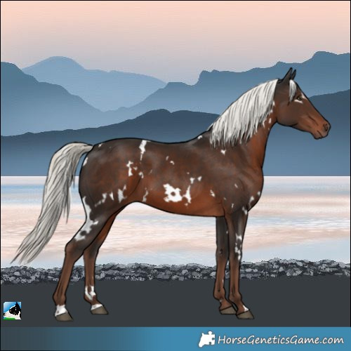 Horse Color:White Spotted Liver Chestnut Mushroom
