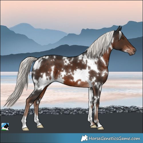 Horse Color:White Spotted Liver Chestnut Mushroom 