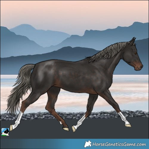 Horse Color:Liver Chestnut Mushroom 