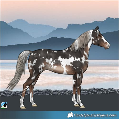 Horse Color:White Spotted Liver Chestnut Mushroom Rabicano