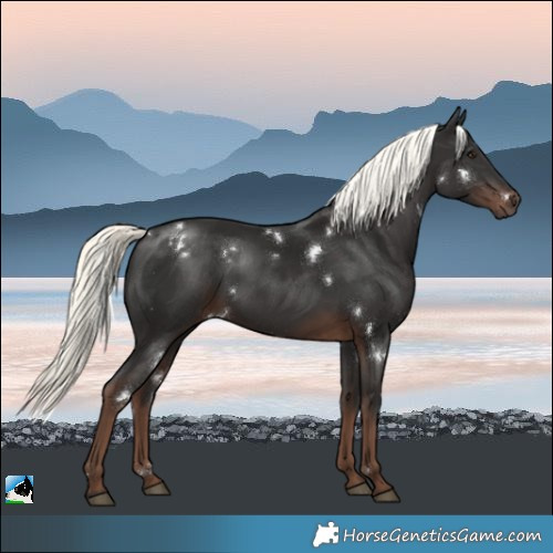 Horse Color:White Spotted Liver Chestnut Mushroom Rabicano 