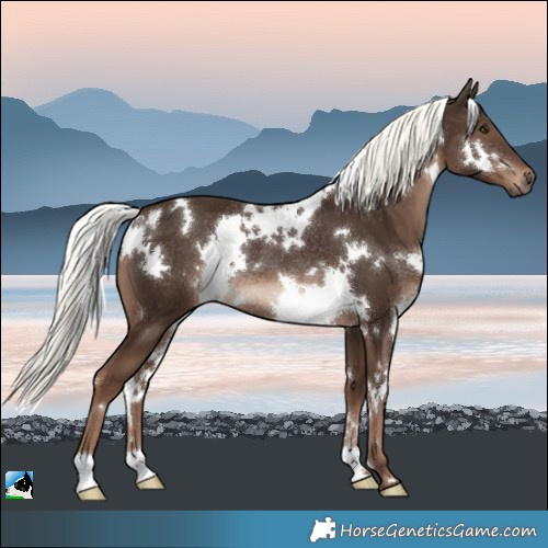 Horse Color:White Spotted Liver Chestnut Mushroom Rabicano
