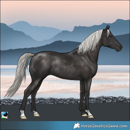 Horse Color:Liver Chestnut Mushroom Rabicano