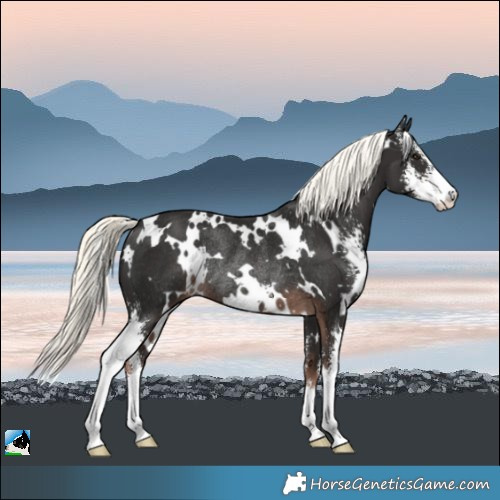 Horse Color:White Spotted Liver Chestnut Mushroom Sabino Rabicano