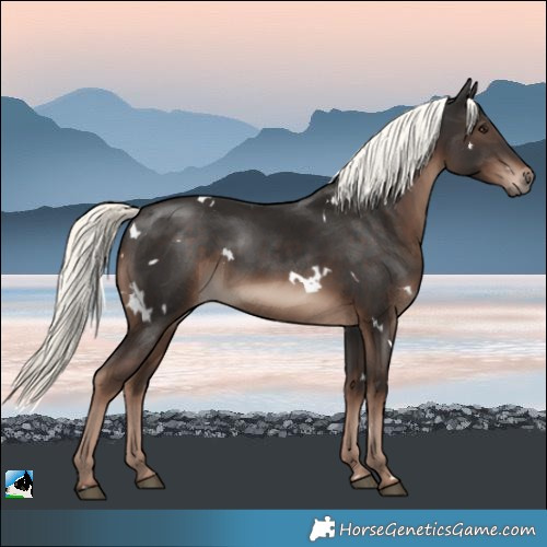 Horse Color:White Spotted Liver Chestnut Mushroom Rabicano 