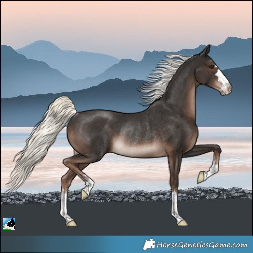 Horse Color:Liver Chestnut Mushroom Rabicano 