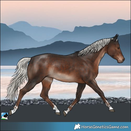 Horse Color:Liver Chestnut Mushroom Rabicano 
