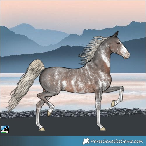 Horse Color:Liver Chestnut Mushroom Sabino 