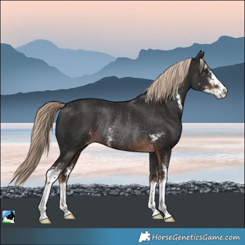 Horse Color:Liver Chestnut Sabino Rabicano