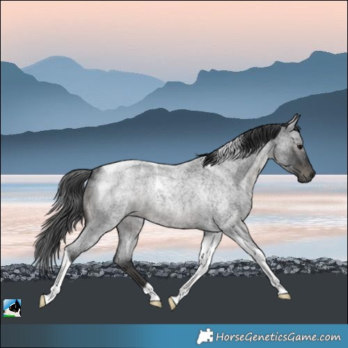 Horse Color:Blue Roan Tobiano Rabicano