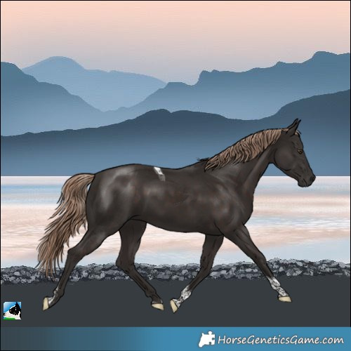 Horse Color:White Spotted Liver Chestnut Tobiano Rabicano 
