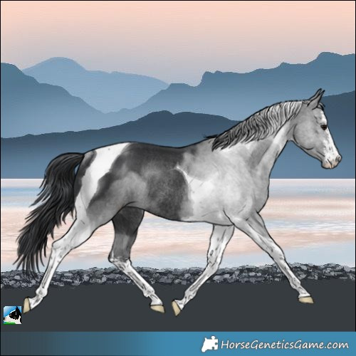 Horse Color:White Spotted Black Tobiano Rabicano 