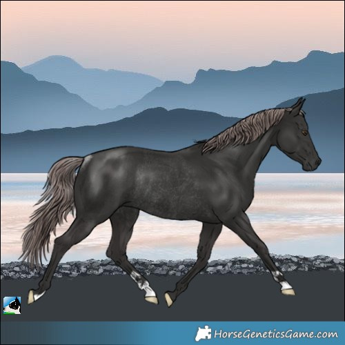 Horse Color:Platinum Liver Chestnut Rabicano