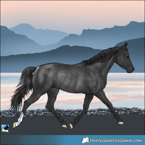 Horse Color:Platinum Black Rabicano