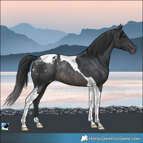 Horse Color:Platinum Brown Tobiano Blanket Rabicano 