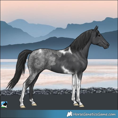 Horse Color:Black Ice Tobiano