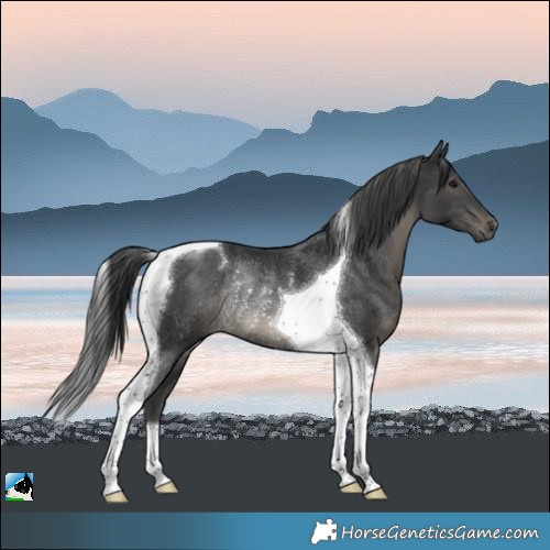 Horse Color:Black Tobiano Rabicano 