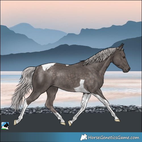 Horse Color:Platinum Chocolate Palomino Tobiano Rabicano