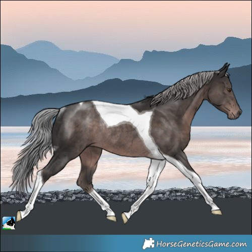 Horse Color:Platinum Liver Chestnut Tobiano Rabicano