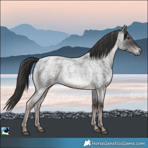 Horse Color:Platinum Liver Red Roan Rabicano