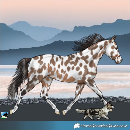 Horse Color:Bay Dun Near Leopard