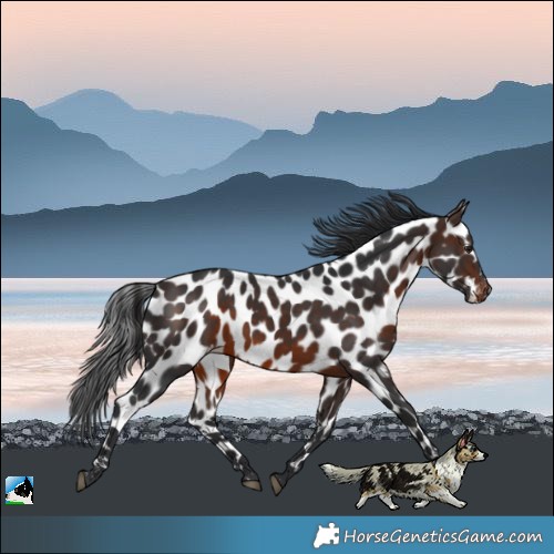 Horse Color:Bay Near Leopard Rabicano