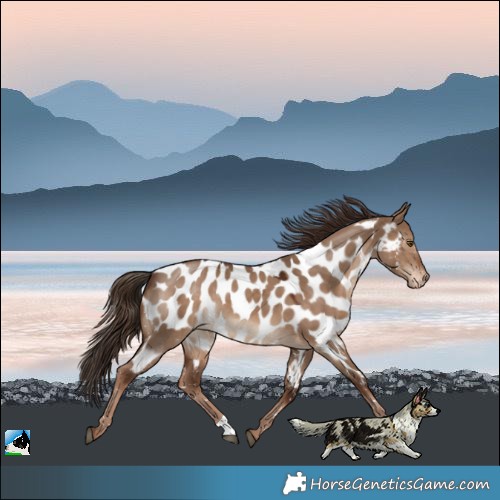 Horse Color:Liver Red Dun Near Leopard
