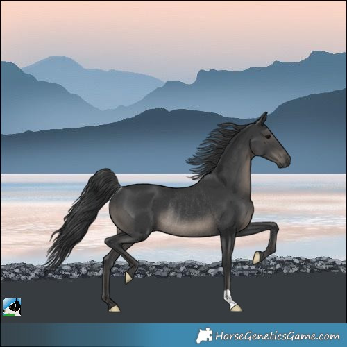 Horse Color:Black Rabicano